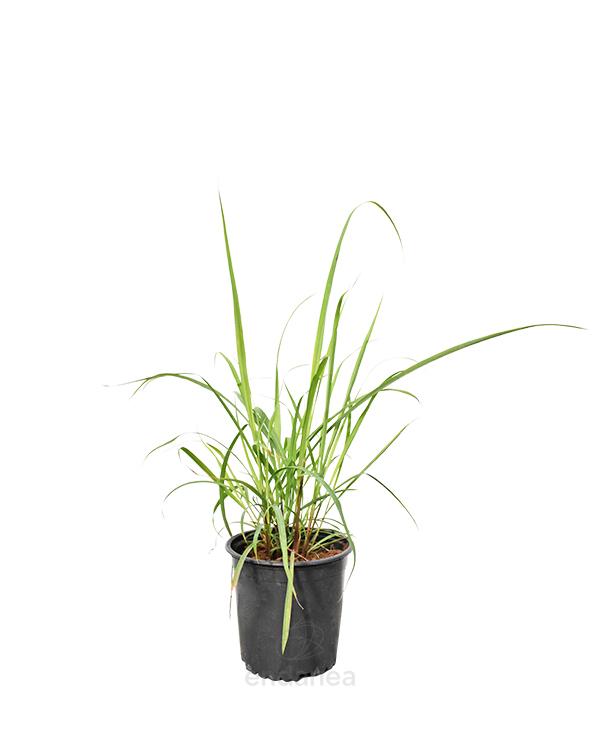 imagem de MUDA DE CITRONELA - VASO (Unidade)
