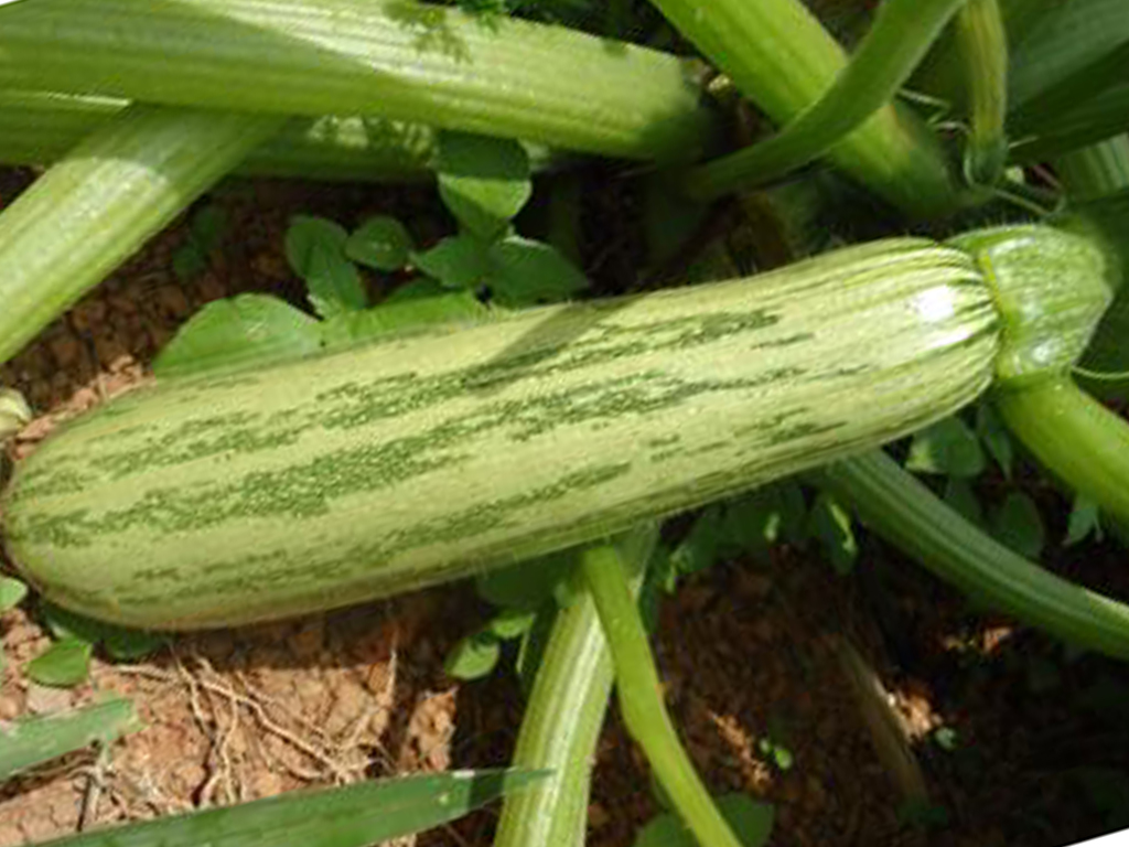 imagem de ABOBRINHA  VERDE + QUIABO -   sem agrotóxicos  - Embalagem contendo 500 gr