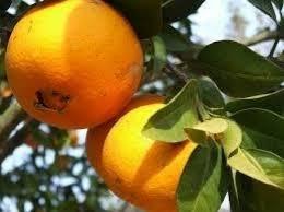 imagem de Laranja-Bahia kg