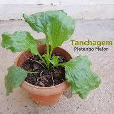 imagem de Tanchagem /  Transagem -  Muda - Unidade