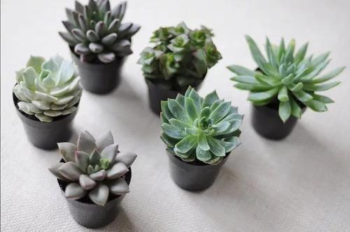 Jardim pequeno: como planejar, decorar e aproveitar cada metro com inteligência 1 Image