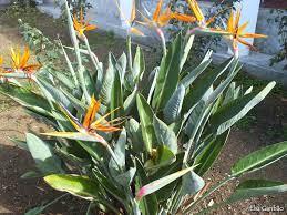 imagem de Flor - Estrelícia - Strelitzia - Unidade