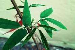 imagem de folhas de pariri-verde-chá