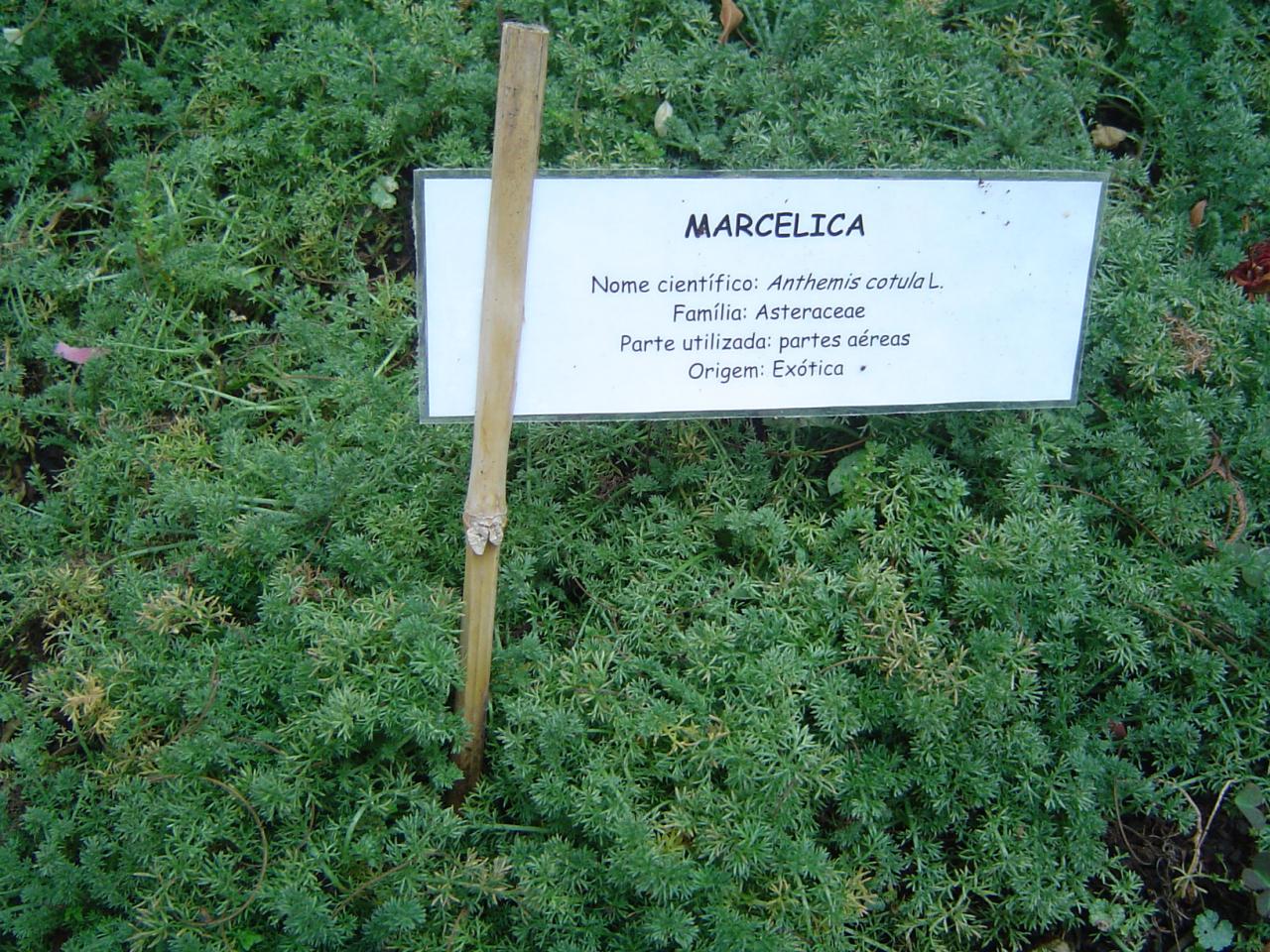 imagem de Folha de Marcela - Sem agrotóxicos - Embalagem