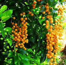imagem de PINGO DE OURO - Ornamental - Galho