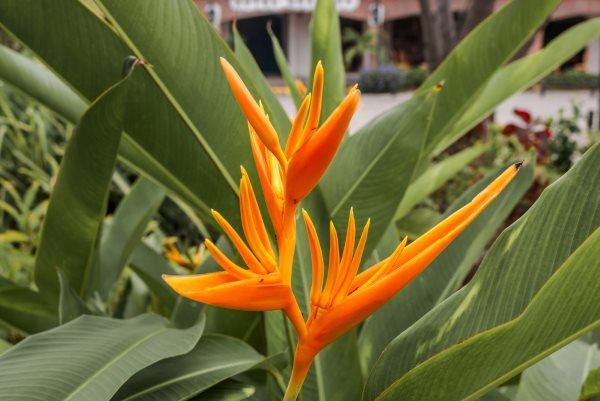 imagem de Flor - Helicônia - papagaio