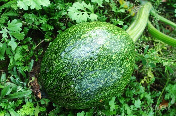 imagem de Abóbora verde - inteira- sem agrotóxicos - UNIDADE