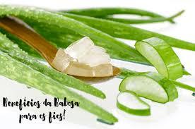 imagem de Babosa ( Aloe Vera) - 05 unidades