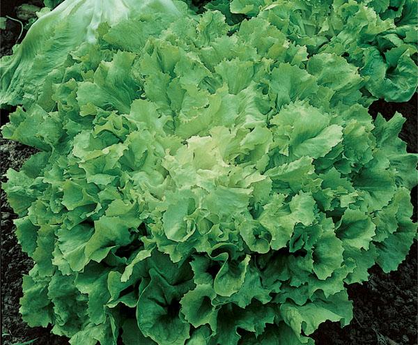 imagem de Almeirão Chicória - sem agrotóxicos - Unidade