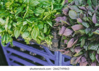 imagem de KIT = Manjericão - Verde  +  Roxo - sem agrotóxicos