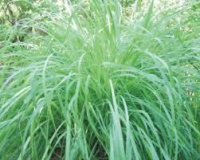 imagem de Folhas de Capim Cidreira - sem agrotóxicos - Mói