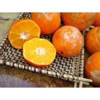 imagem de Limão Rosa -01 kg