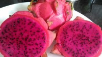 imagem de Pitaya - vermelha- Fruta- (Unidade)