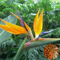 imagem de Flor - Estrelícia - Strelitzia - Unidade