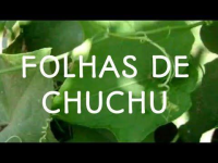 imagem de Folha de Chuchu - Verde  - sem agrotóxicos
