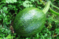 imagem de Abóbora verde - inteira- sem agrotóxicos - UNIDADE