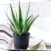 imagem de Muda Aloe vera - Babosa - pote